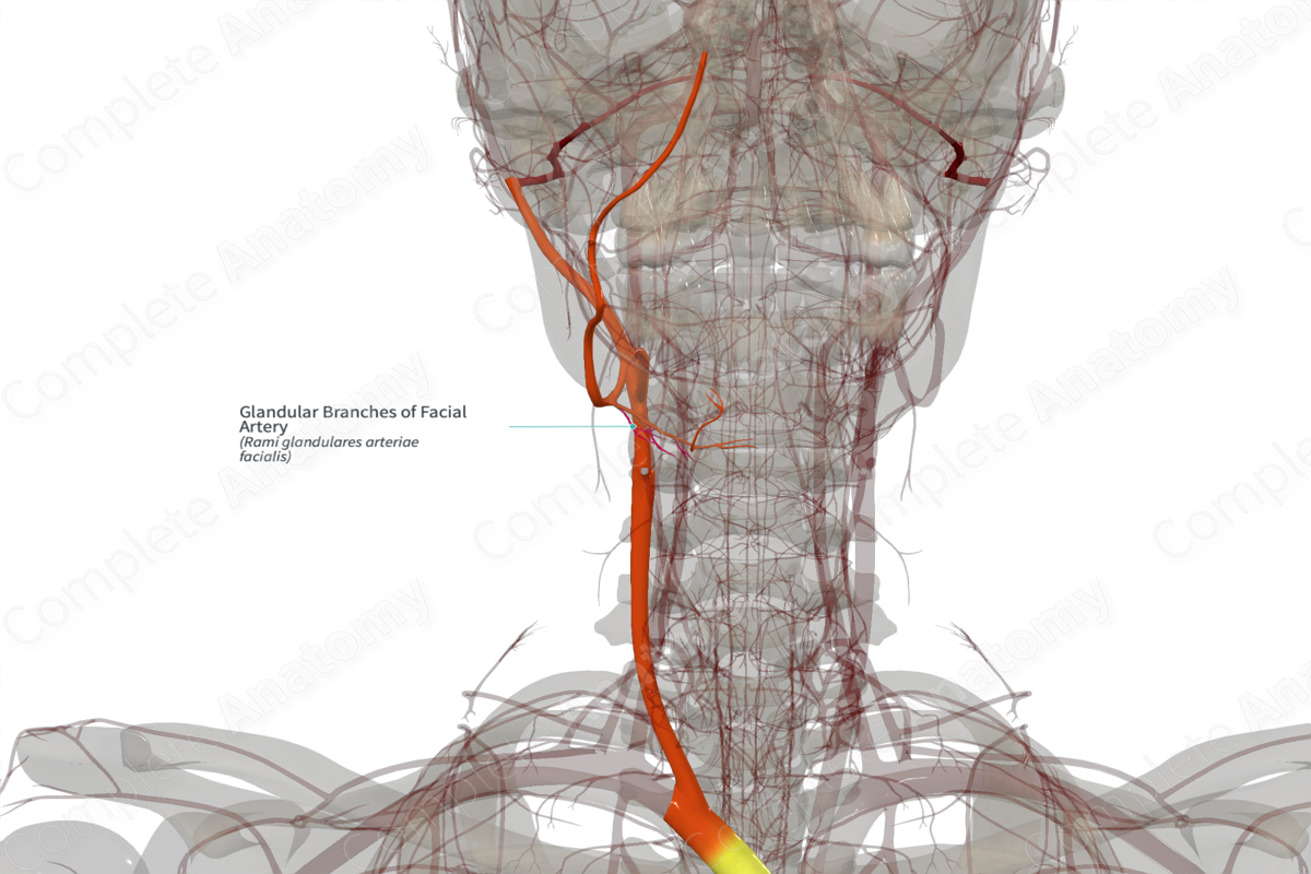 Glandular Branches of Facial Artery (Right)