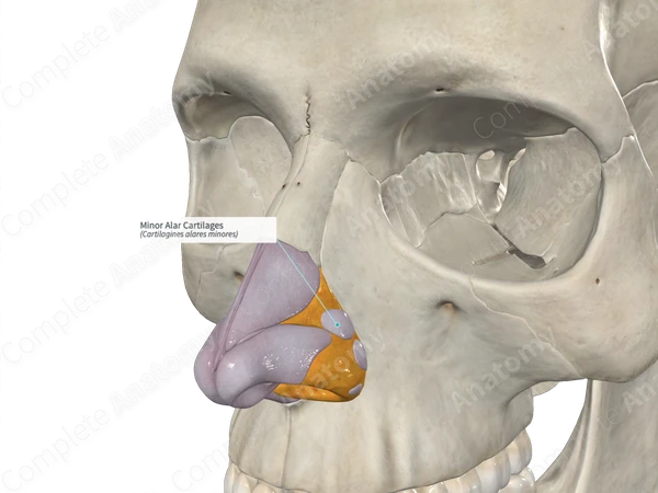 Minor Alar Cartilages