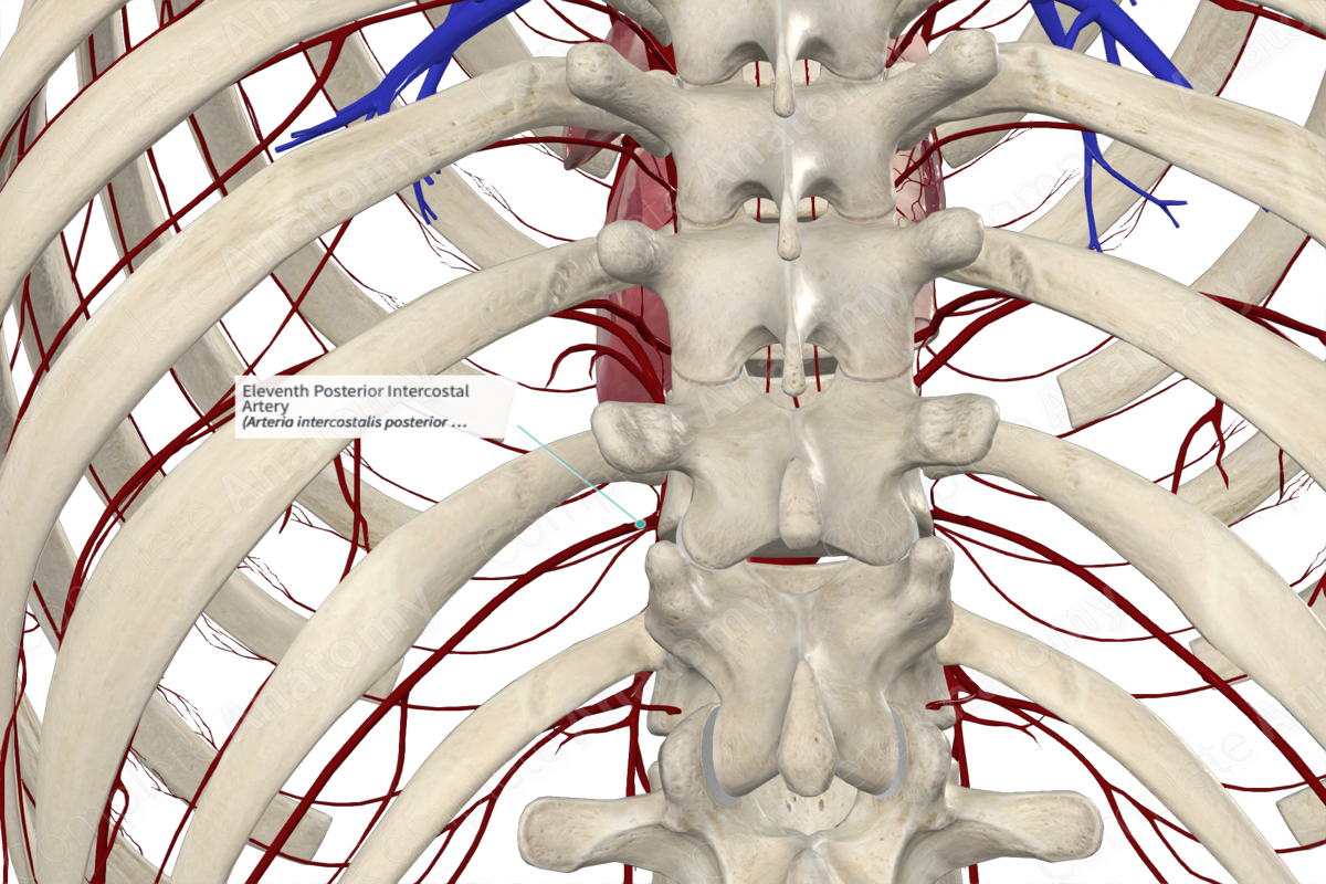 Eleventh Posterior Intercostal Artery 