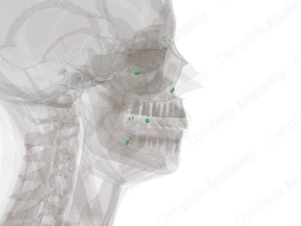 Facial Nodes
