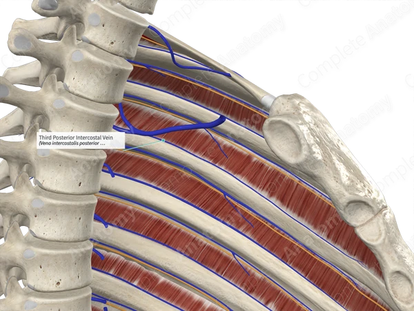 Third Posterior Intercostal Vein