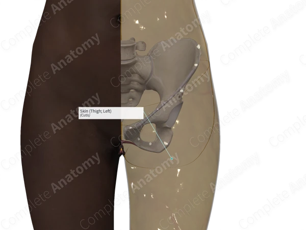 Skin (Thigh; Left)