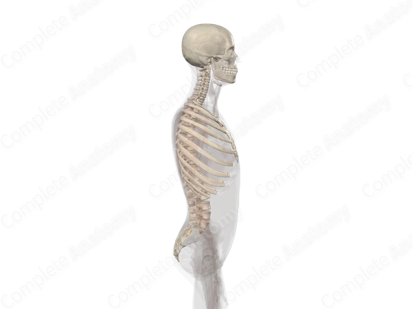 Axial Skeleton