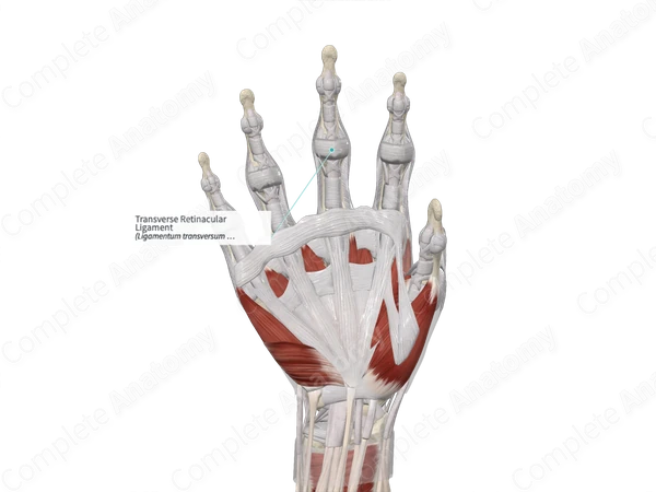 Transverse Retinacular Ligament