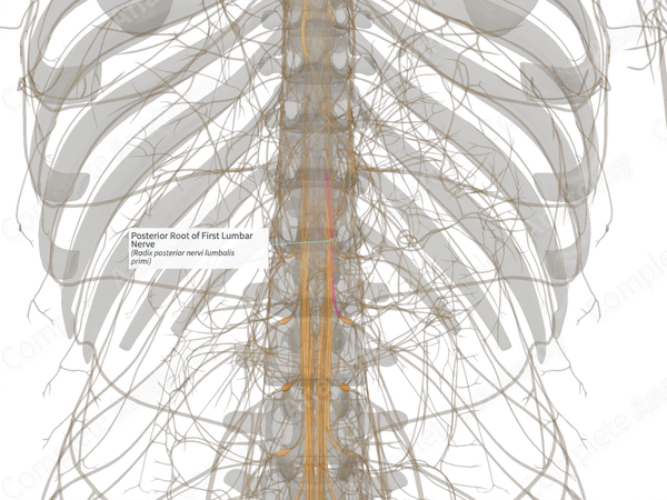 Posterior Root of First Lumbar Nerve (Right)