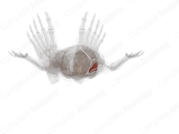 Lateral Compartment of Leg (Left)