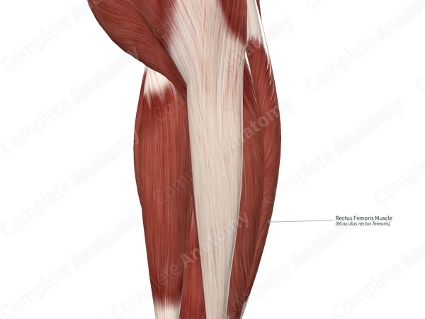 Rectus Femoris Muscle
