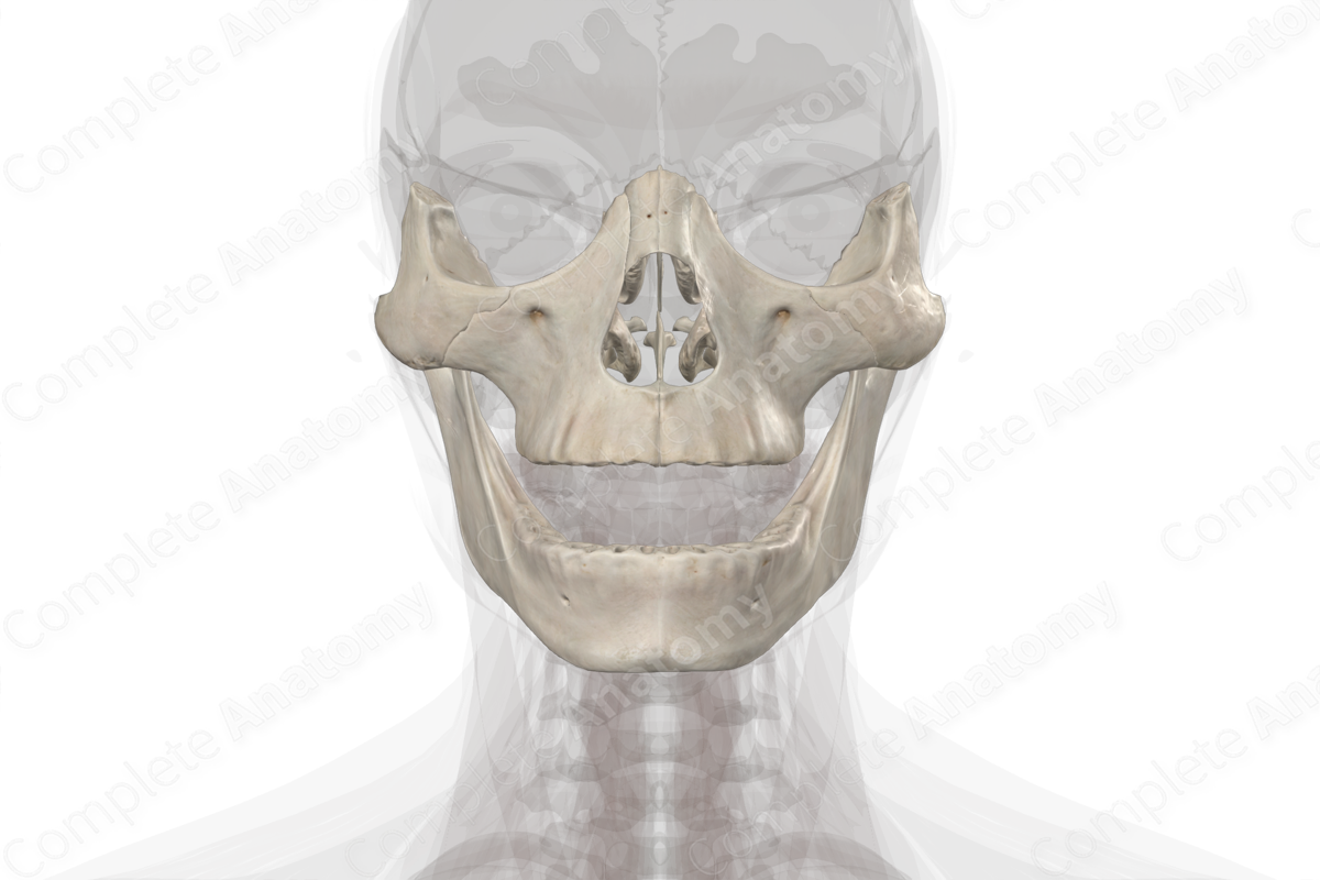 Bones of Viscerocranium Complete Anatomy