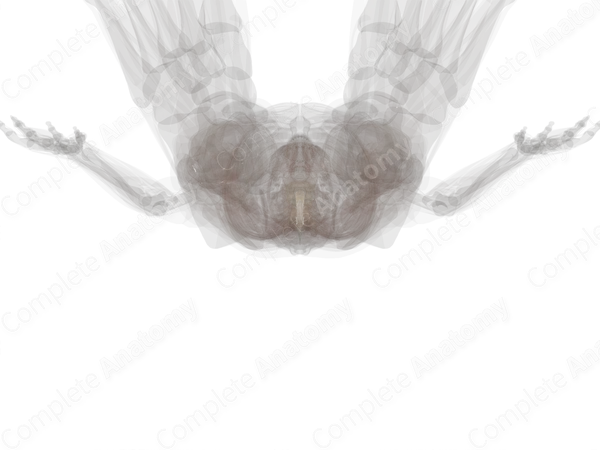 Spinal Pia