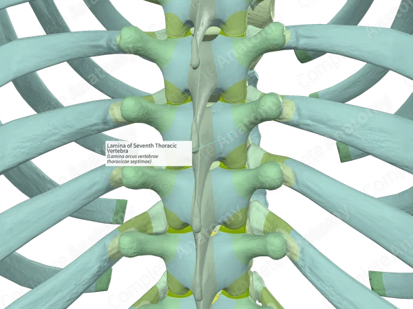 Lamina of Seventh Thoracic Vertebra (Left)