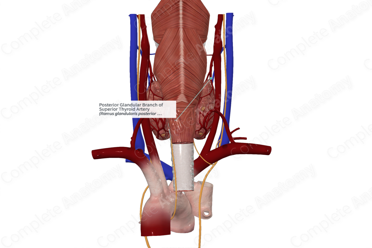 Posterior Glandular Branch of Superior Thyroid Artery 