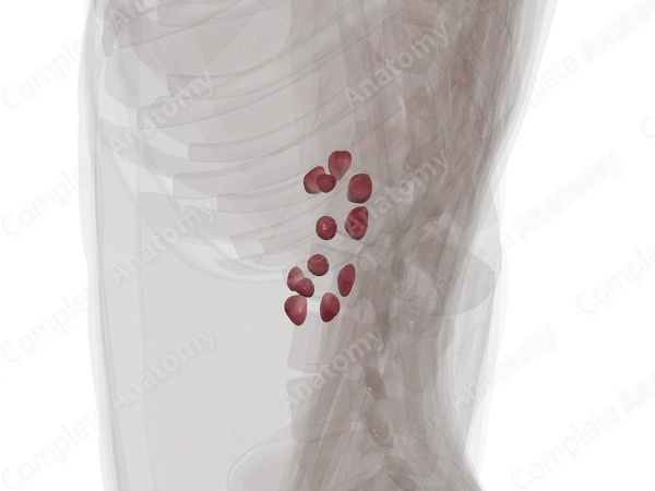 Renal Medulla (Anterior Part; Left)