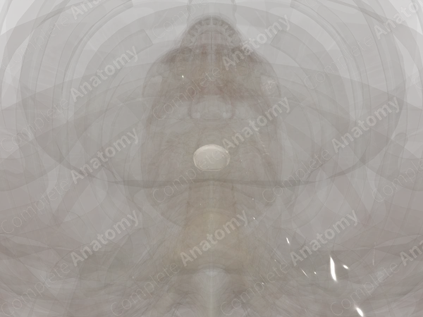 Intervertebral Symphysis (C6-C7)