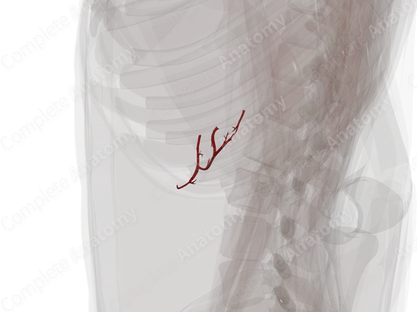Pancreatic Branches of Splenic Artery