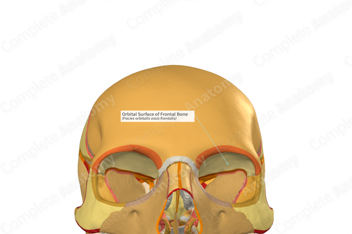 Orbital Surface of Frontal Bone (Right)