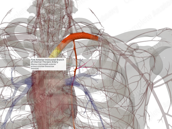 First Anterior Intercostal Branch of Internal Thoracic Artery (Right)