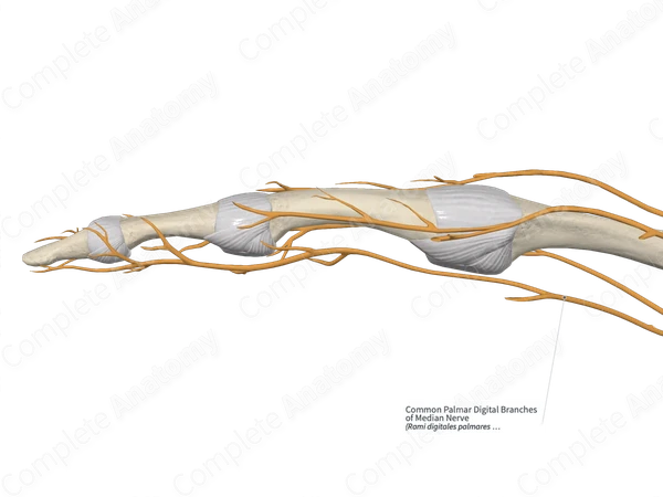 Common Palmar Digital Branches of Median Nerve