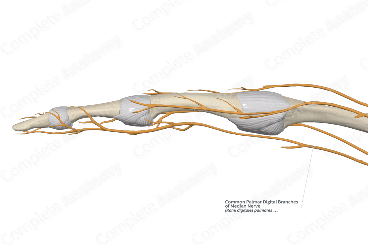 Common Palmar Digital Branches of Median Nerve 