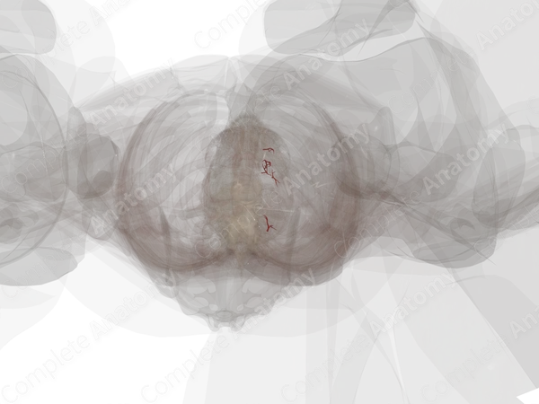 Arteries of Ureter (Left)