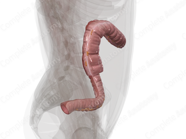 Colon
