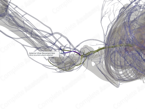 Anterior Ulnar Recurrent Vein (Left)