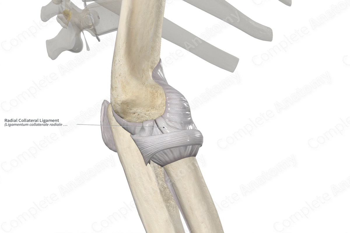 Radial Collateral Ligament 
