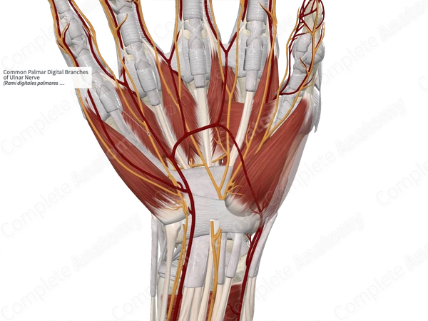 Common Palmar Digital Branches of Ulnar Nerve