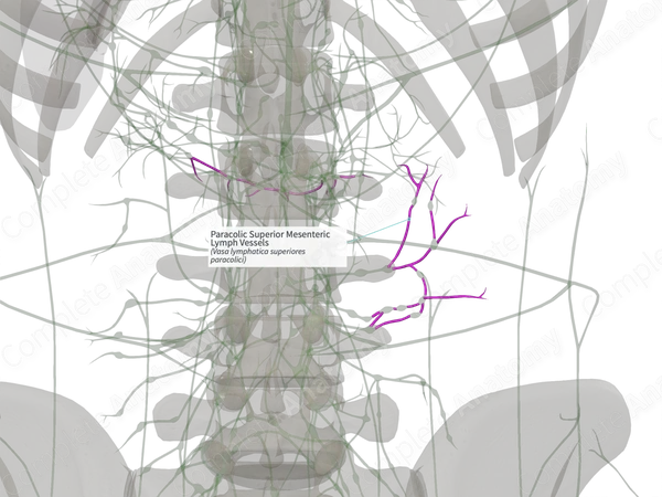 Paracolic Superior Mesenteric Lymph Vessels