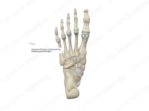 Proximal Phalanx of Second Toe