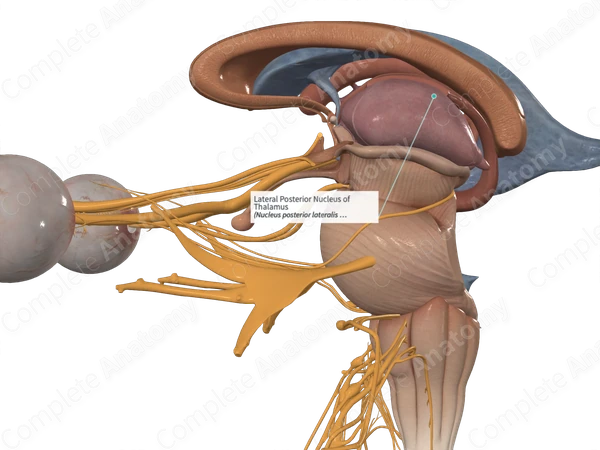 Lateral Posterior Nucleus of Thalamus