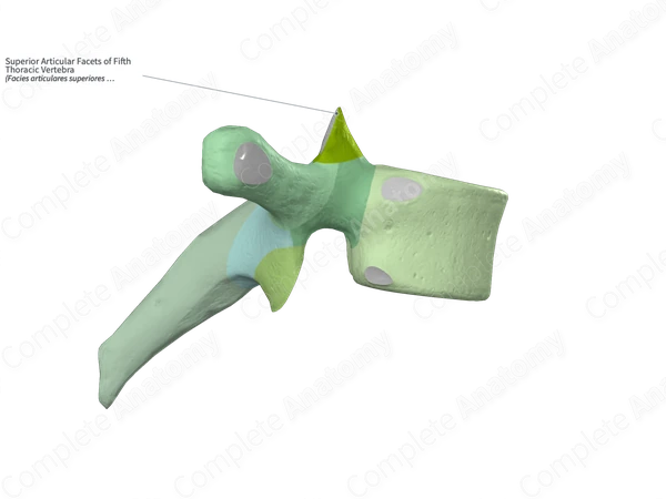Superior Articular Facets of Fifth Thoracic Vertebra