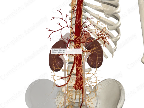 Splenic Plexus