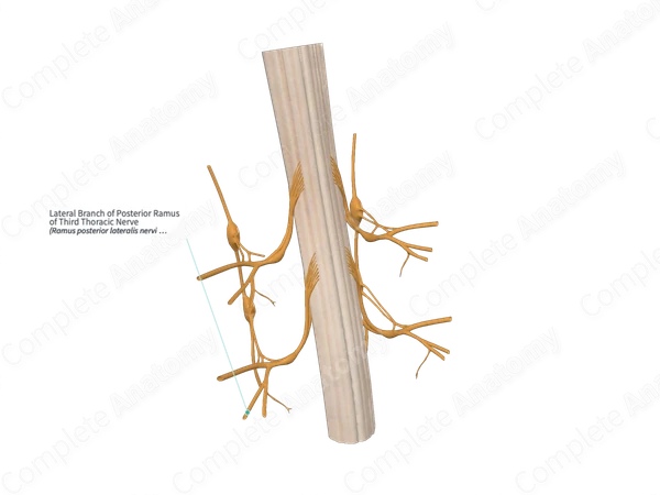 Lateral Branch of Posterior Ramus of Third Thoracic Nerve