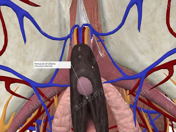 Frenulum of Clitoris | Complete Anatomy