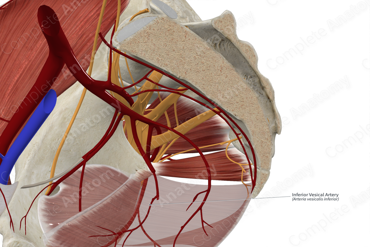 Inferior Vesical Artery 