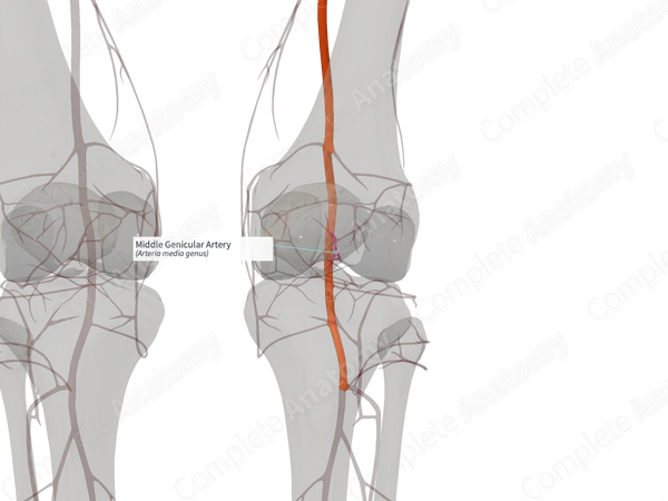 Middle Genicular Artery (Right)