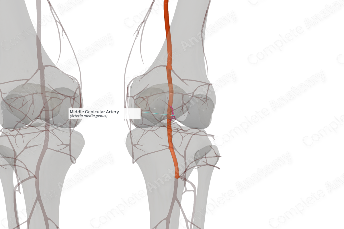 Middle Genicular Artery (Right)