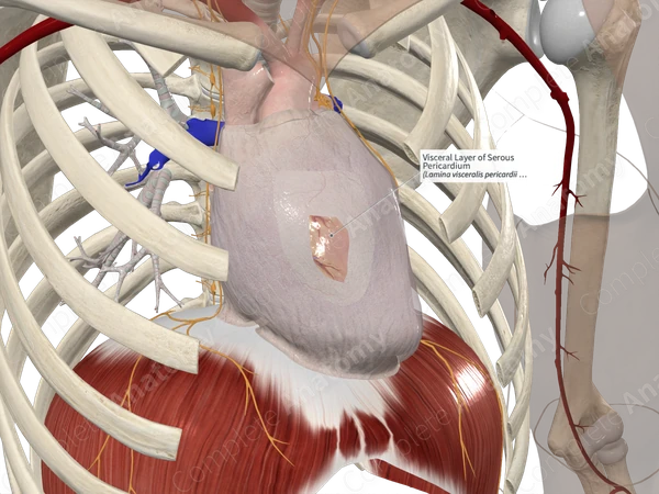 Visceral Layer of Serous Pericardium