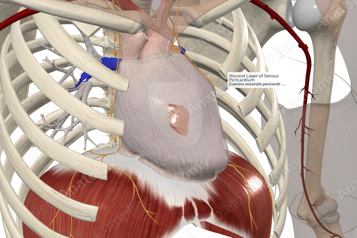 Visceral Layer of Serous Pericardium