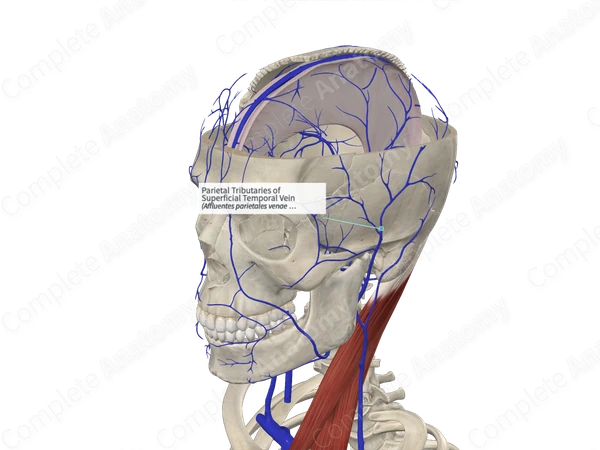 Parietal Tributaries of Superficial Temporal Vein