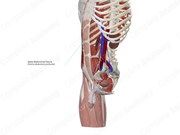 Deep Abdominal Fascia 