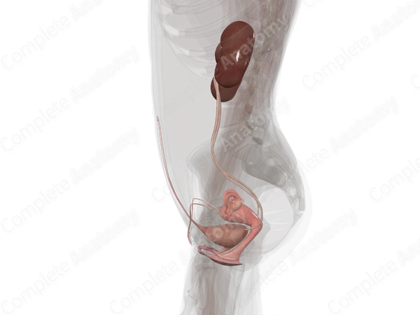 Urogenital System