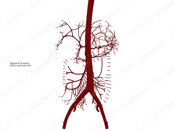 Segment VII Artery