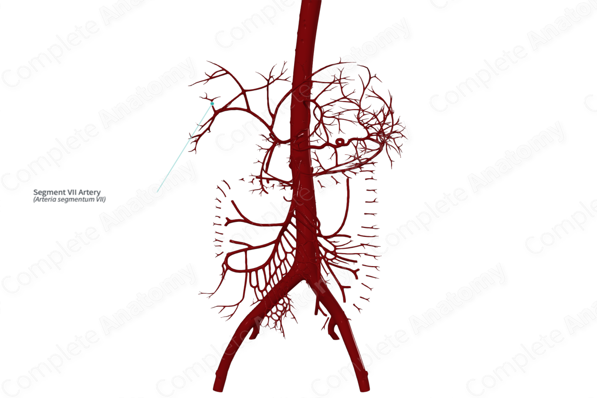 Segment VII Artery