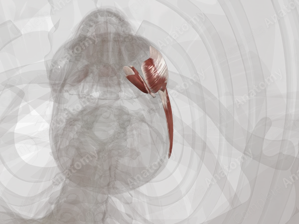Masticatory Muscles (Left)