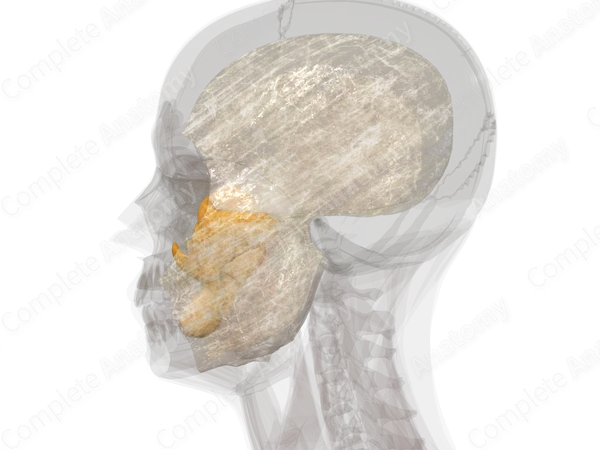 Fasciae of Head