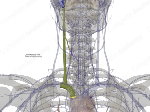 Cricothyroid Vein (Right)