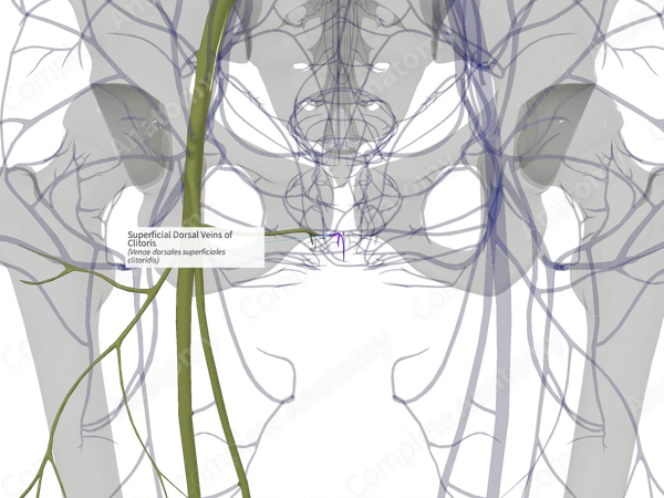 Superficial Dorsal Veins of Clitoris (Right)