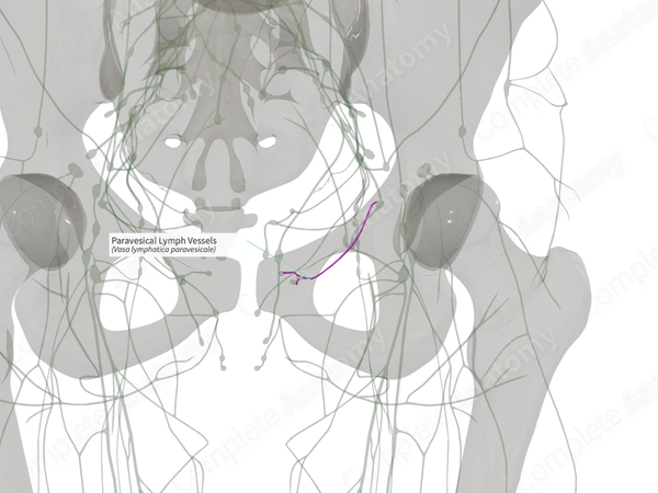 Paravesical Lymph Vessels (Right)