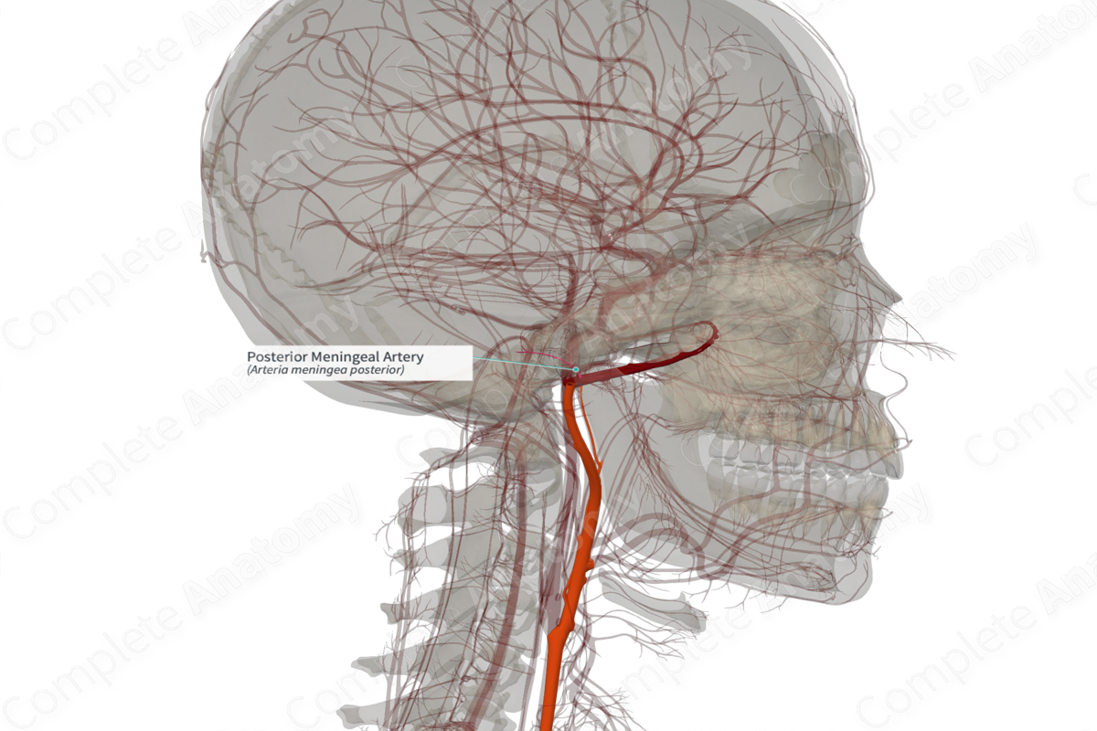 Posterior Meningeal Artery (Left)